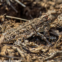 Coast Horned Lizard