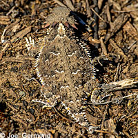 Coast Horned Lizard