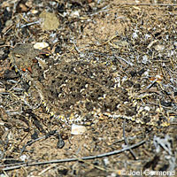 Coast Horned Lizard