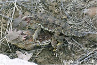 coast horned lizards