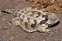 Coast Horned Lizard