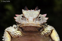 Coast Horned Lizard