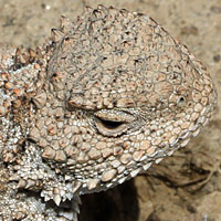 Pygmy Short-horned Lizard