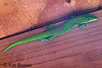 lizard