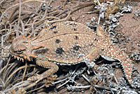 Flat-tail Horned Lizard