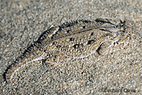 Flat-tail Horned Lizard