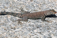 Mearns' Rock Lizard