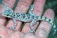 leaf-toed gecko