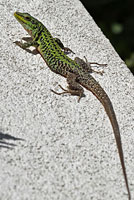 Southern Italian Wall Lizard