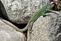 Southern Italian Wall Lizard