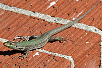 Southern Italian Wall Lizard