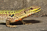 Southern Italian Wall Lizard