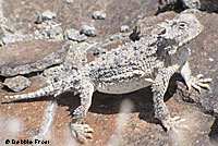 Northern Desert Horned Lizard