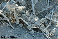 Northern Desert Horned Lizard