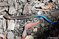 Gilbert Skink and Fence Lizard