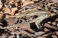 Gilbert Skink and Fence Lizard