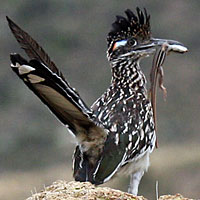 Roadrunner with a whiptail in its bill.