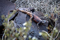 Great Basin Collared Lizard