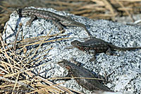 Western Sagebrush Lizards