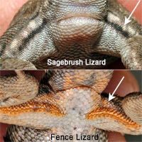 fence lizard and sagebrush lizard comparison