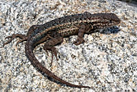 Southern Sagebrush Lizard