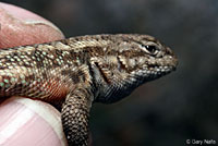 Southern Sagebrush Lizard