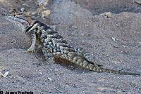 desert spiny lizard