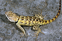 yellow-backed spiny lizard