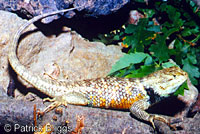 yellow-backed spiny lizard