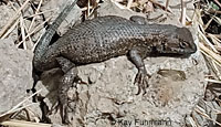 Island Fence Lizard