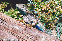 San Joaquin Fence Lizard