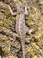 Coast Range Fence Lizard