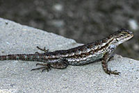 Great Basin Fence Lizard