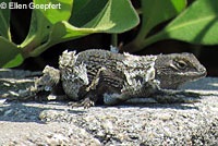 Gilbert Skink and Fence Lizard