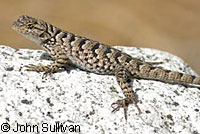 Great Basin Fence Lizard