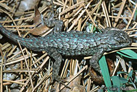 Great Basin Fence Lizard