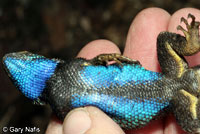 Great Basin Fence Lizard