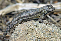 Great Basin Fence Lizard