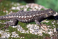 Great Basin Fence Lizard