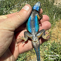 lizard skin