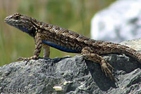 Northwestern Fence Lizard