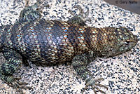 Female Granite Spiny Lizard