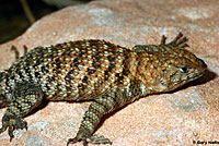 Granite Spiny Lizard