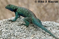 Male Granite Spiny Lizard