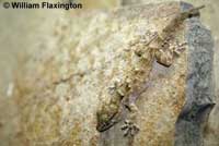 San Francisco Alligator Lizard