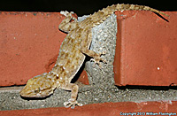 San Francisco Alligator Lizard