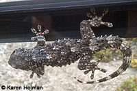 Moorish Wall Gecko