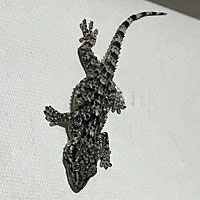 Moorish Wall Gecko