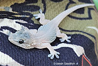 Moorish Wall Gecko
