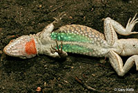 Long-tailed Brush Lizard